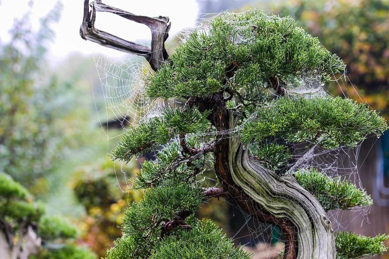 bonsai z jałowca