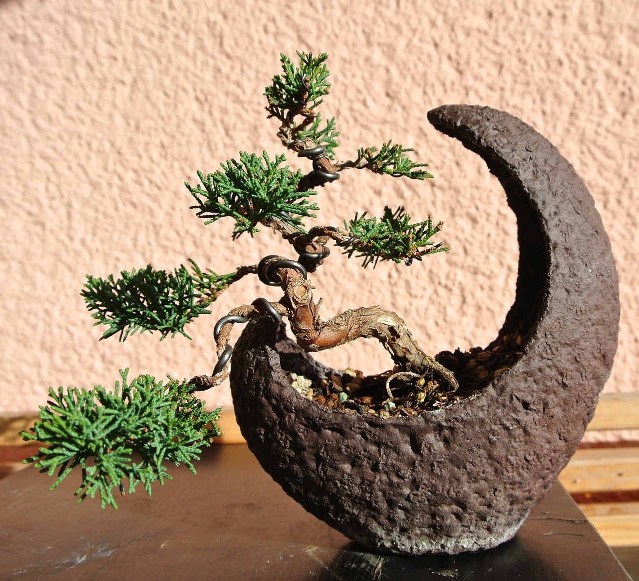 jak zrobić bonsai z jałowca